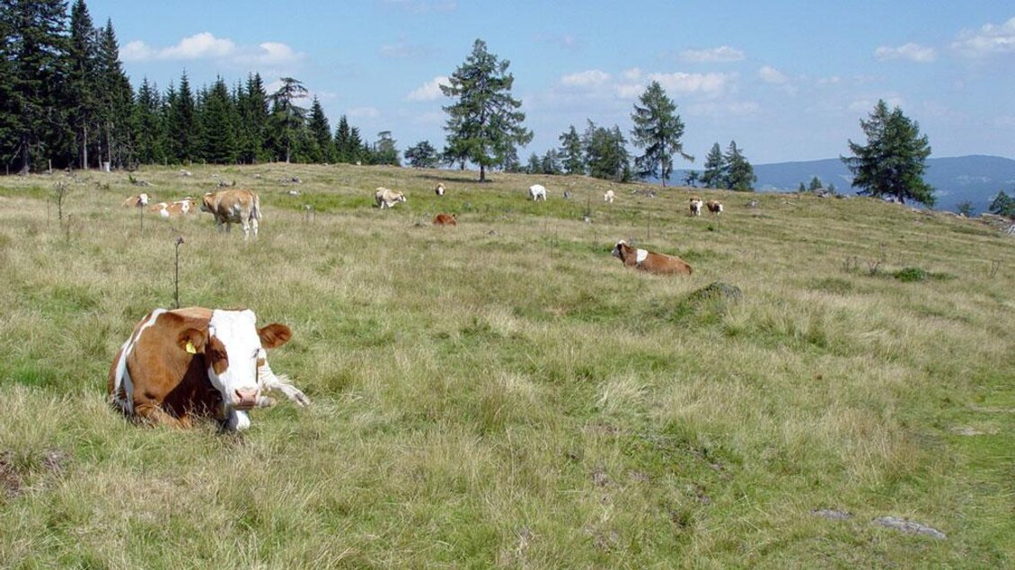 Eine grüne Wiese mit mehreren Kühen, die sich entspannen. Im Hintergrund stehen Bäume und der Himmel ist blau mit einigen Wolken. | © Steirischen Rucksackdörfer