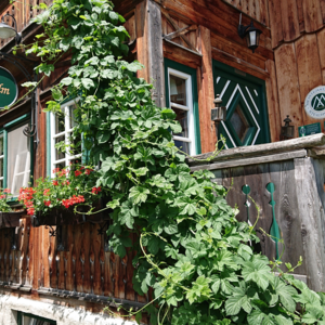 Knödl-Alm, Bad Mitterndorf | Knödl-Alm