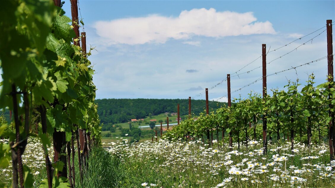 Ein malerischer Weinberg mit grünen Reben und weißen Blumen. Der Himmel ist klar und blau, und die Landschaft ist sanft hügelig. | © Kobatl