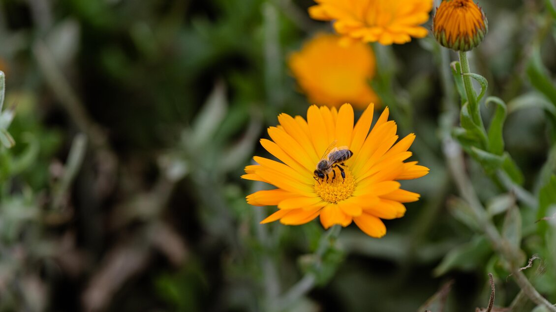 Kräuterbauernhof Percht | © Martina Siebenhandl