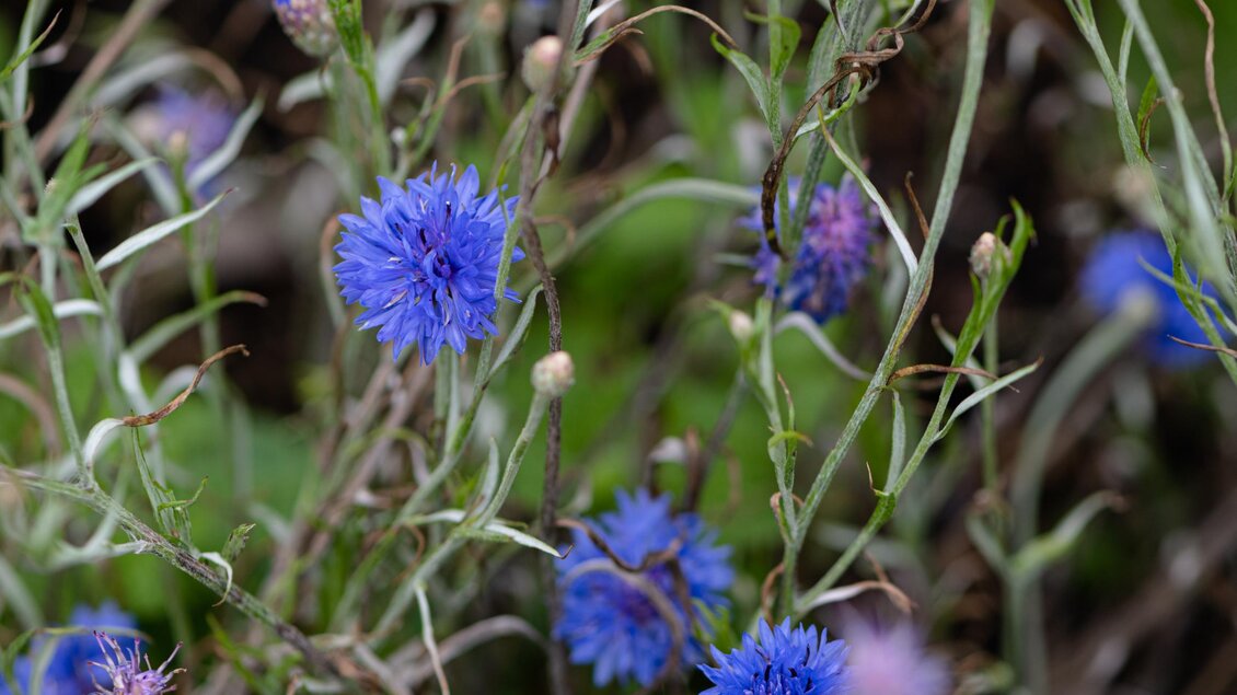 Kräuterbauernhof Percht | © Martina Siebenhandl