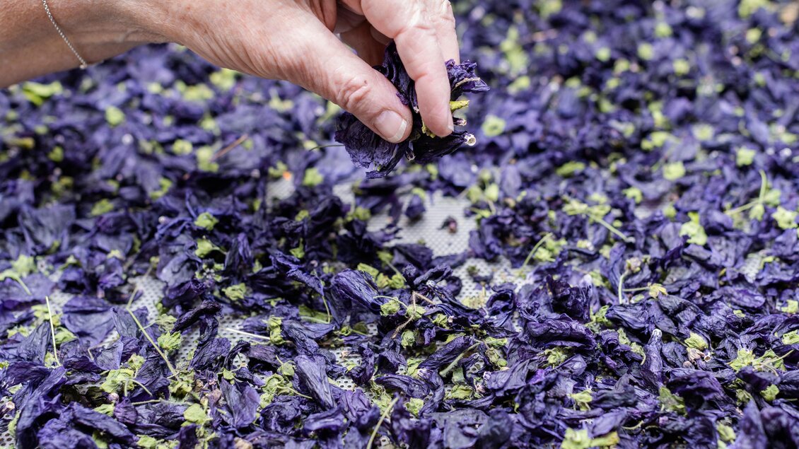 Getrocknete Kräuter, Kräuterbauernhof Percht | © Martina Siebenhandl