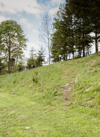 WilderWegesrand-Pusterwald-Murtal-Steiermark | Gemeinde Pusterwald | © Gemeinde Pusterwald