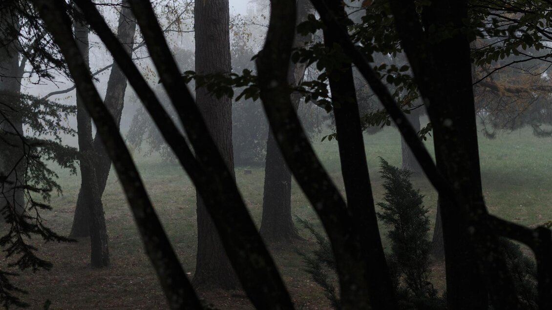 Ein nebliger Wald mit dunklen Bäumen im Vordergrund. Der Hintergrund ist schwach beleuchtet und wirkt mystisch.