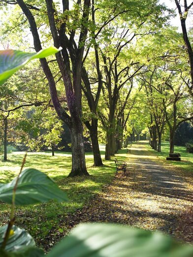Schnurbaumallee | © Thermen- & Vulkanland | Werner Krug | © Thermen- & Vulkanland