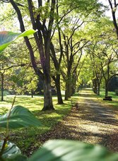 Schnurbaumallee | © Thermen- & Vulkanland | Werner Krug | © Thermen- & Vulkanland