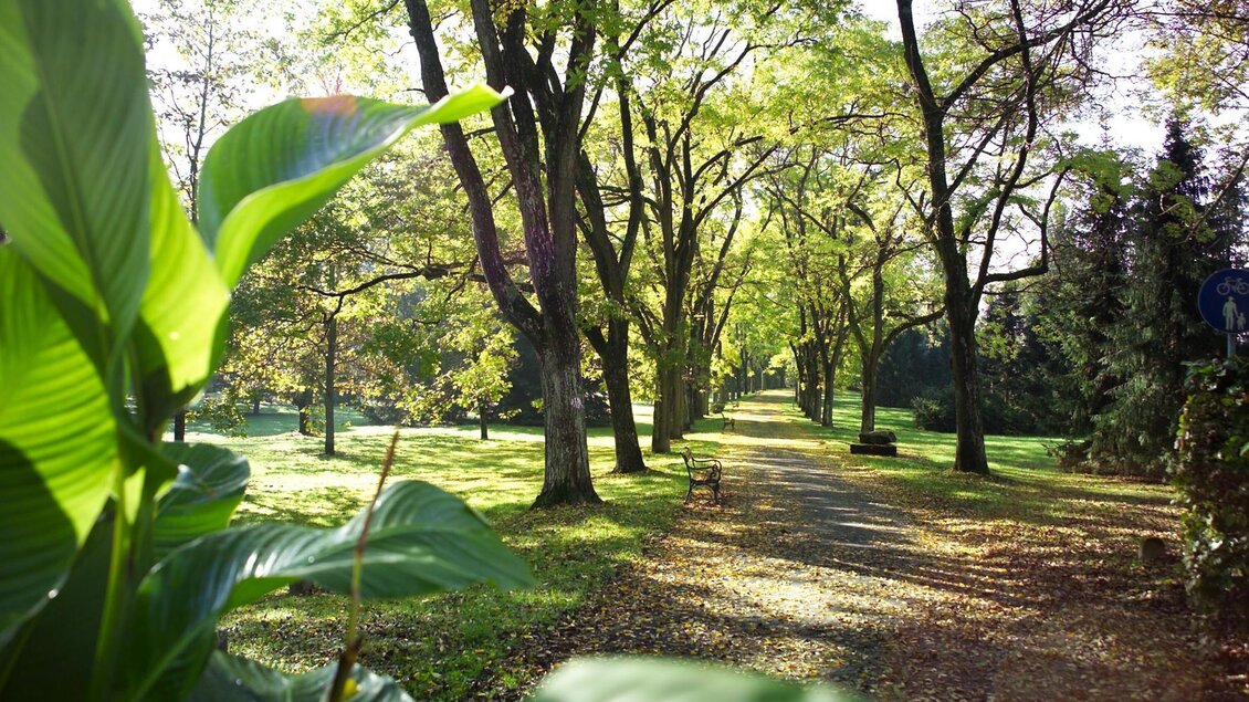 Schnurbaumallee | © Thermen- & Vulkanland