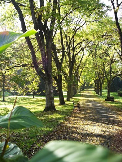 Schnurbaumallee | © Thermen- & Vulkanland