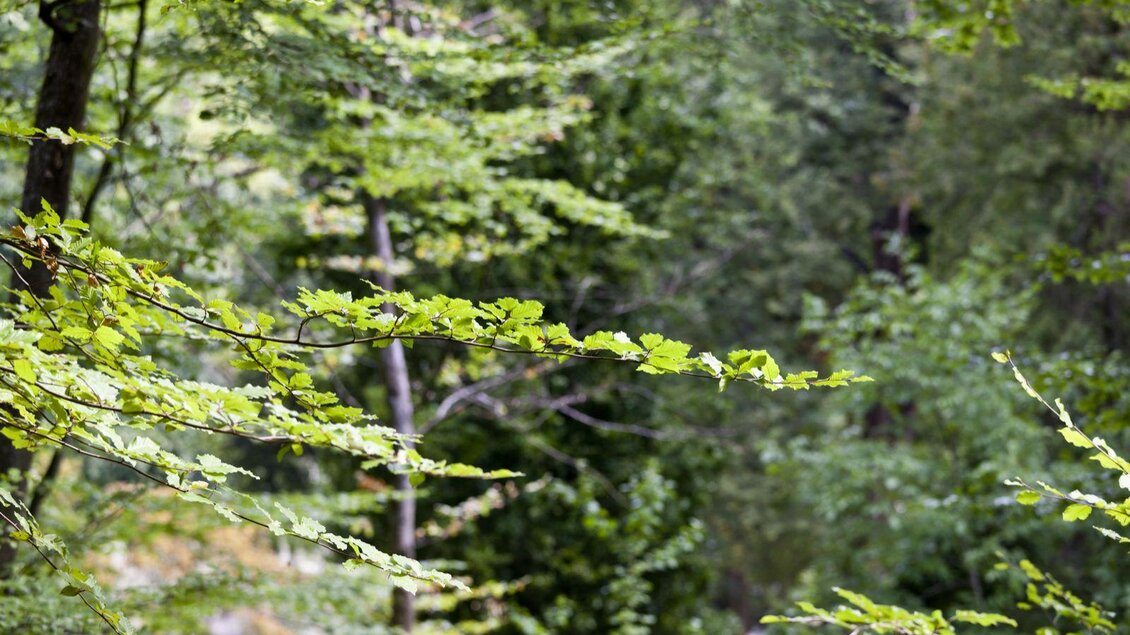 alter Baumbestand | © Thermen- & Vulkanland