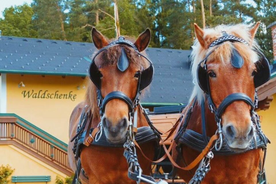Carriage rides & horseback rides Bad Waltersdorf - Impression #1