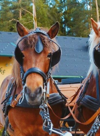 carriage rides | Mayr