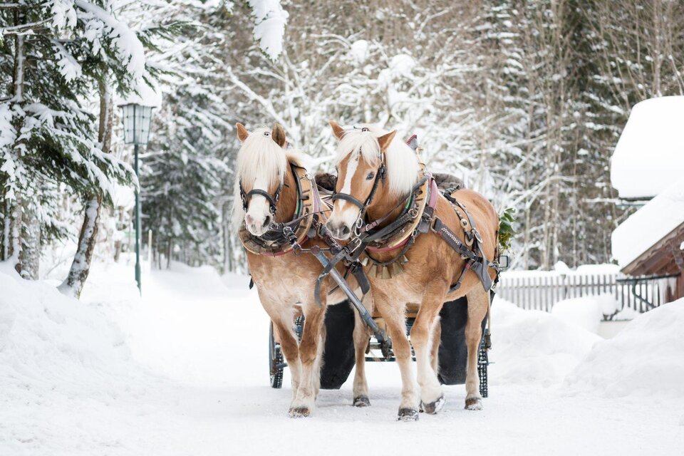 4D Arch Cinema Zloam - Impression #1 | © www.pferdefreunde-zloam.at