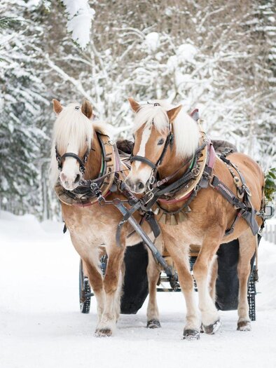 Two horses pull a carriage through a snowy landscape. Snow-covered trees and houses can be seen around them. | © www.pferdefreunde-zloam.at