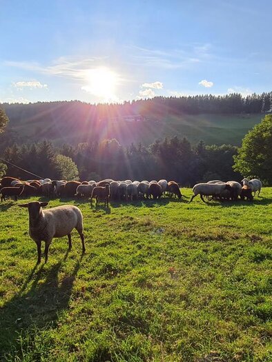 Lämmerhof Malli | © Lämmerhof Malli