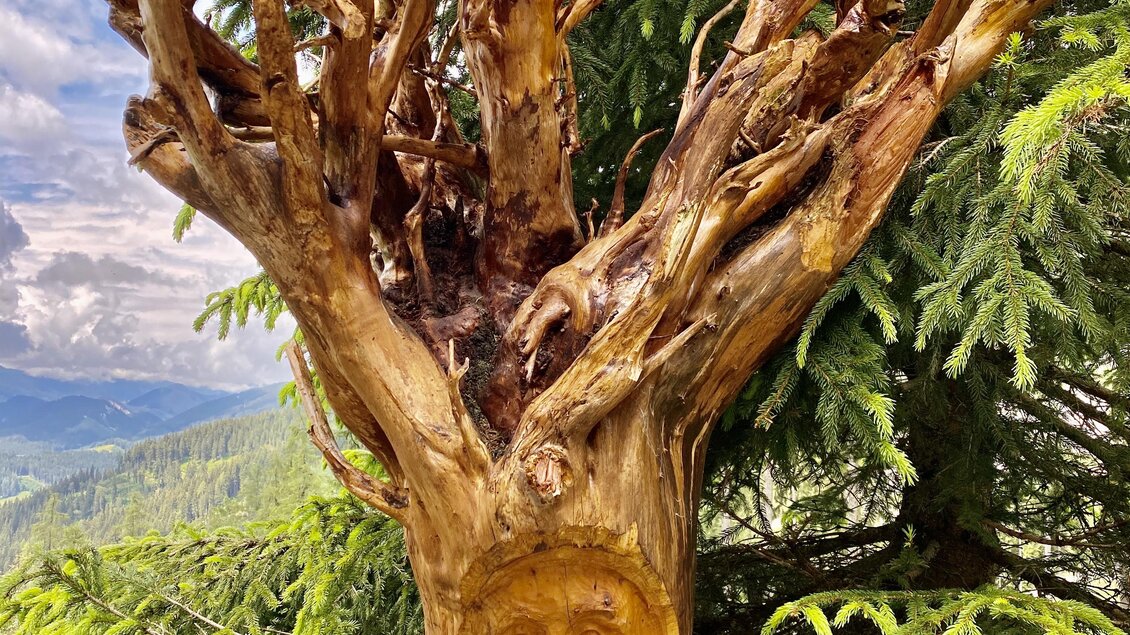 Eine kunstvolle Holzskulptur eines Baumgesichts mit verzweigten Ästen. Im Hintergrund befinden sich grüne Landschaften und Bäume. | © ©KajetanGerharter 