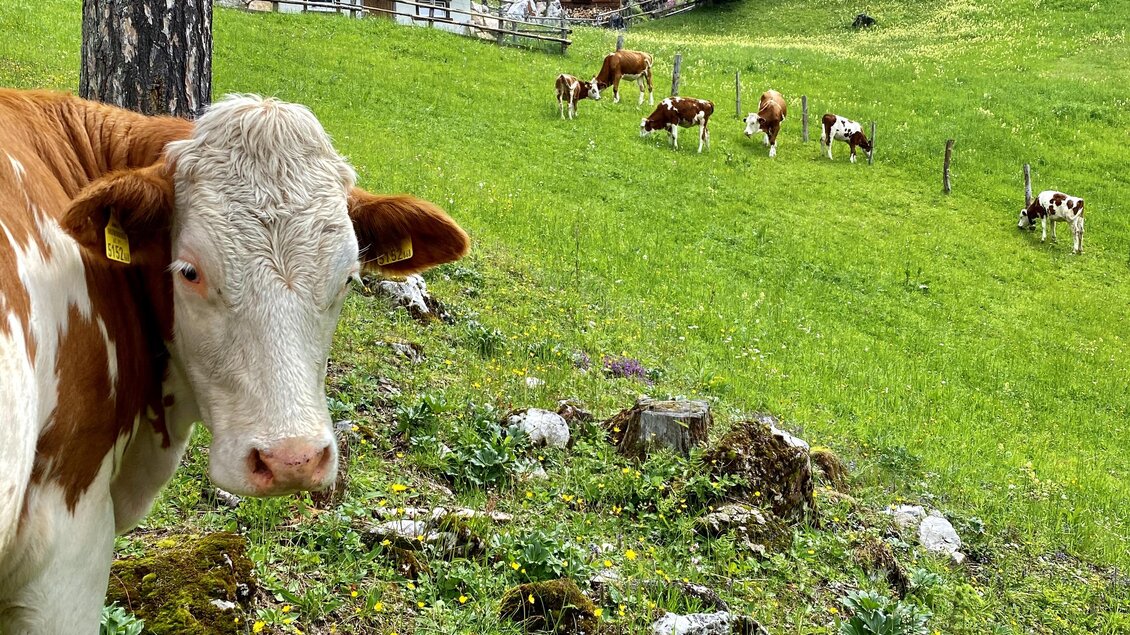 Eine Kuh steht auf einer grünen Wiese vor einer Hütte. Im Hintergrund sind weitere Kühe und Bäume zu sehen. | © ©KajetanGerharter 