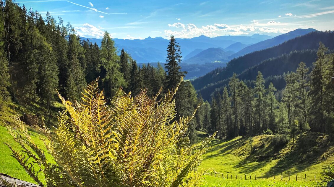 Eine malerische Landschaft mit grünen Wiesen und Bergen im Hintergrund. Im Vordergrund blühen bunte Blumen und Farne. | © ©KajetanGerharter 