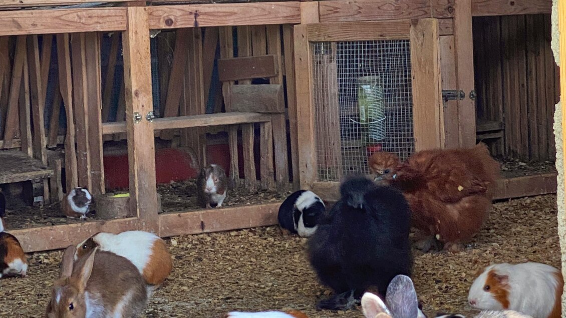Eine Gruppe von Kaninchen und Meerschweinchen in einem Stall. Der Boden ist mit Stroh bedeckt und die Tiere ruhen sich aus. | © ©KajetanGerharter 