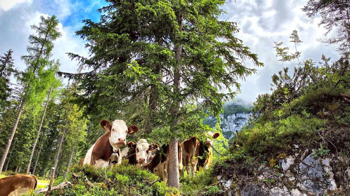 Eine Kühe stehen vor einem großen Baum auf einer felsigen Fläche. Der Himmel ist blau mit einigen Wolken. | © ©KajetanGerharter 