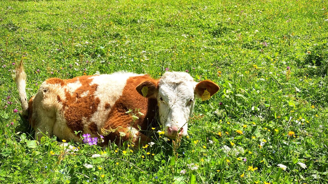 Eine Kuh liegt gemütlich auf einer Wiese mit bunten Blumen. Im Hintergrund sind Bäume und eine grüne Landschaft zu sehen. | © ©KajetanGerharter 