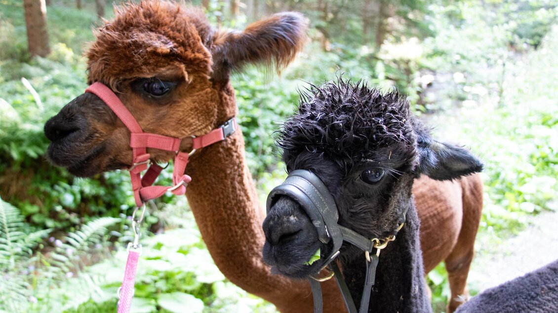 Laikamhof-Alpaka2-Murtal-Steiermark | © Erlebnisregion Murtal