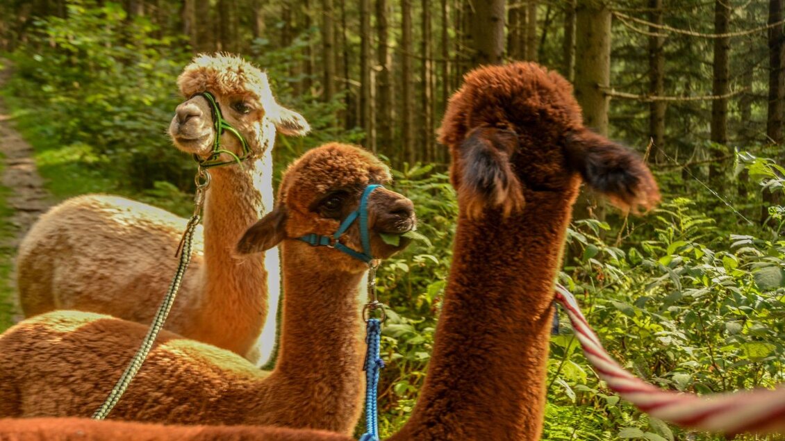 Laikamhof-Alpaka3-Murtal-Steiermark | © Laikamhof