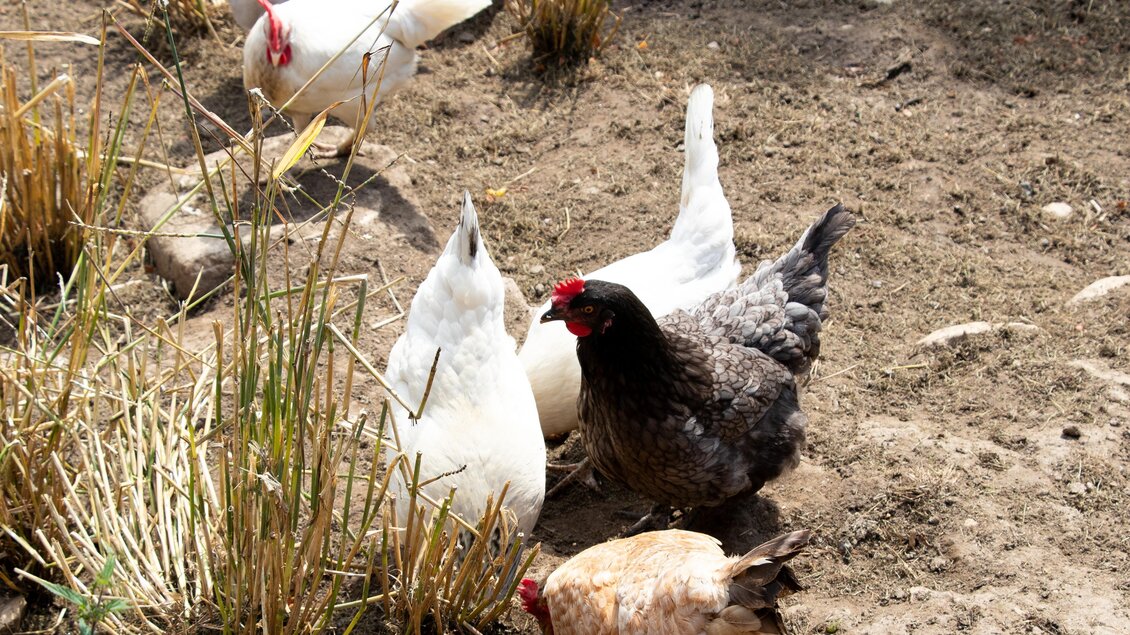 Laikamhof - Alpakawanderungen - Impressionen #2.5