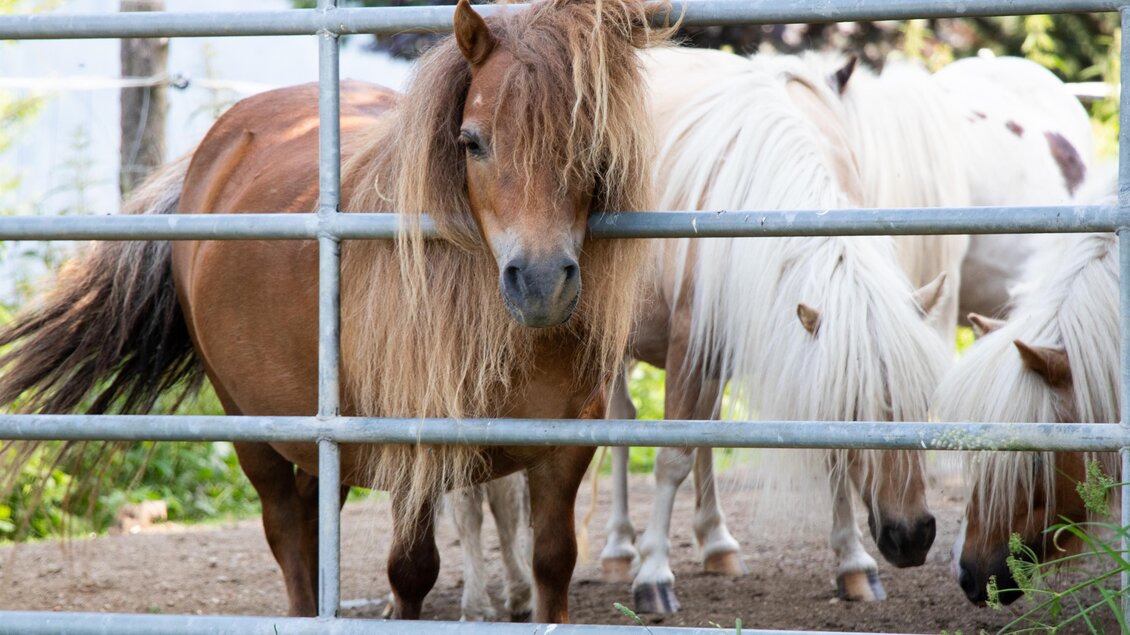 Laikamhof-Ponys-Murtal-Steiermark | © Erlebnisregion Murtal