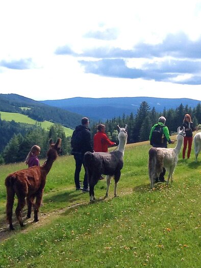 Lamawanderung1_4 | © LamaTouren-Gigleitner