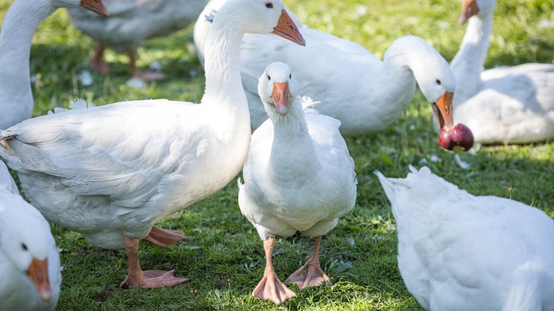 Eine Gruppe von weißen Gänsen auf grünem Gras. Einige Gänse stehen nah beieinander, während andere im Hintergrund zu sehen sind. | © Netzwerk Kulinarik wildbild