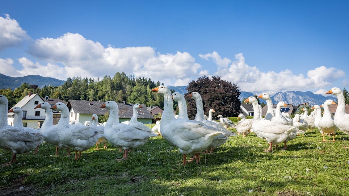 Eine Gruppe von weißen Gänsen steht auf einer grünen Wiese. Im Hintergrund sind Häuser und Berge unter einem klaren blauen Himmel zu sehen. | © Netzwerk Kulinarik wildbild