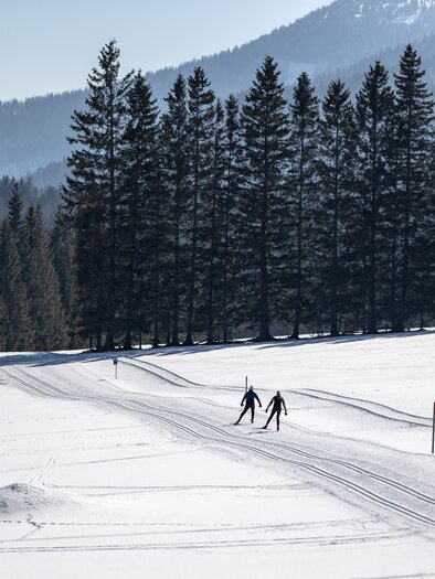 Two people cross-country skiing in a snowy landscape. In the background, tall green trees stand under a blue sky. | © Thomas Lamm