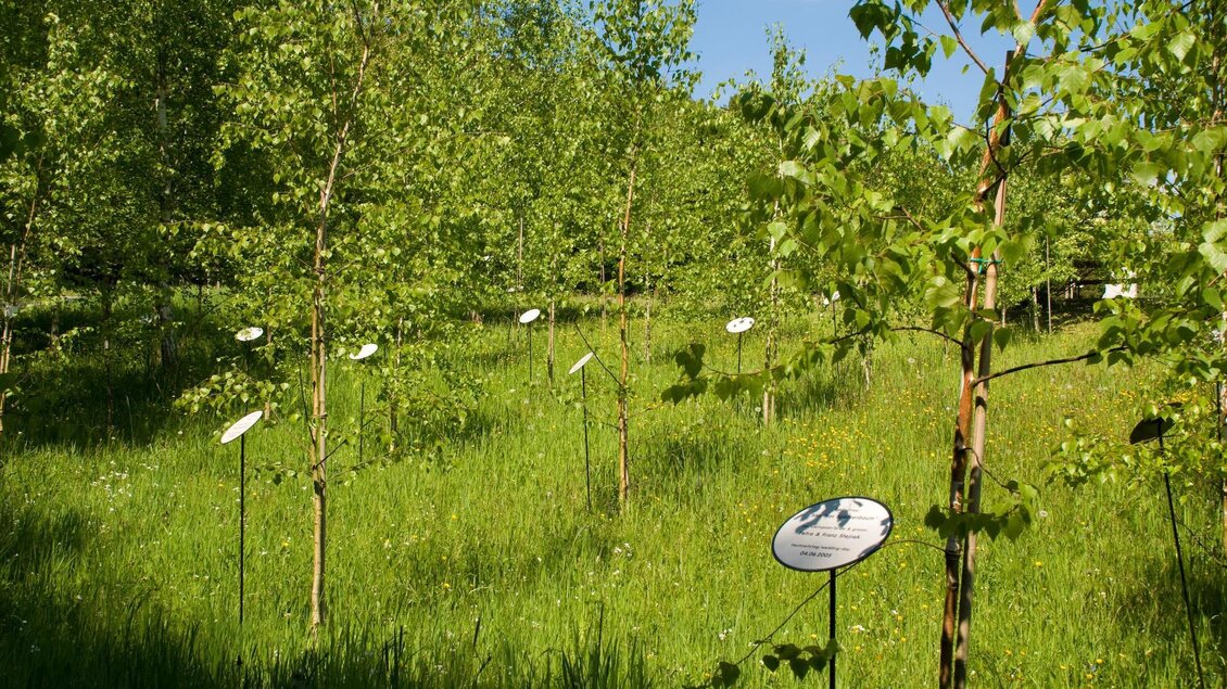 Lebensbundbäume | © Rogner Bad Blumau