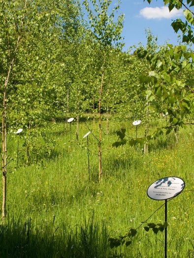 Lebensbundbäume | © Rogner Bad Blumau