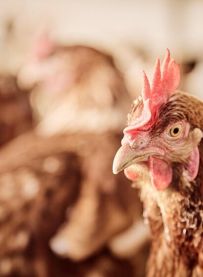 Lechnerhofladen in Rottenmann | © Thomas Sattler | Thomas Sattler | © Thomas Sattler