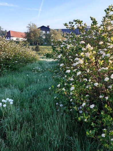 Aronia | © TV Südsteiermark - Leski