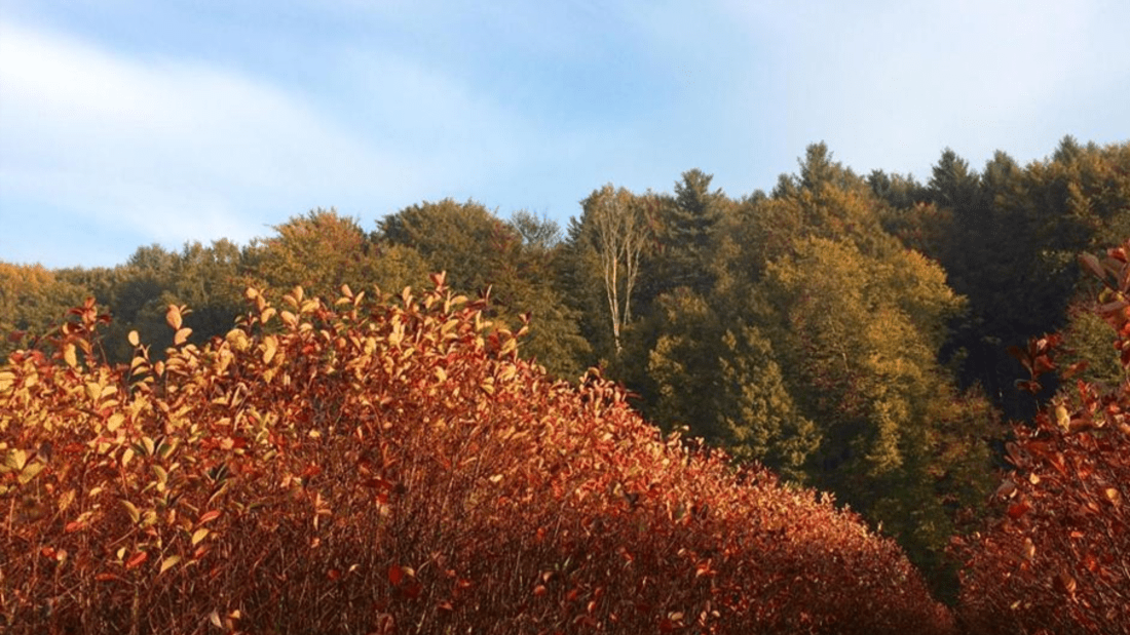 Aronia Herbst | © TV Südsteiermark - Leski