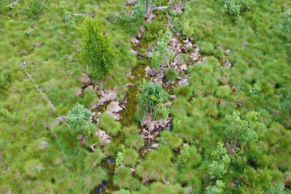 Lichtenwald moor - Impression #1 | © TVB Bad Waltersdorf