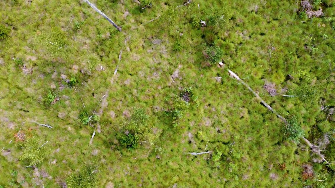 Luftaufnahme Lichtenwalder Moor