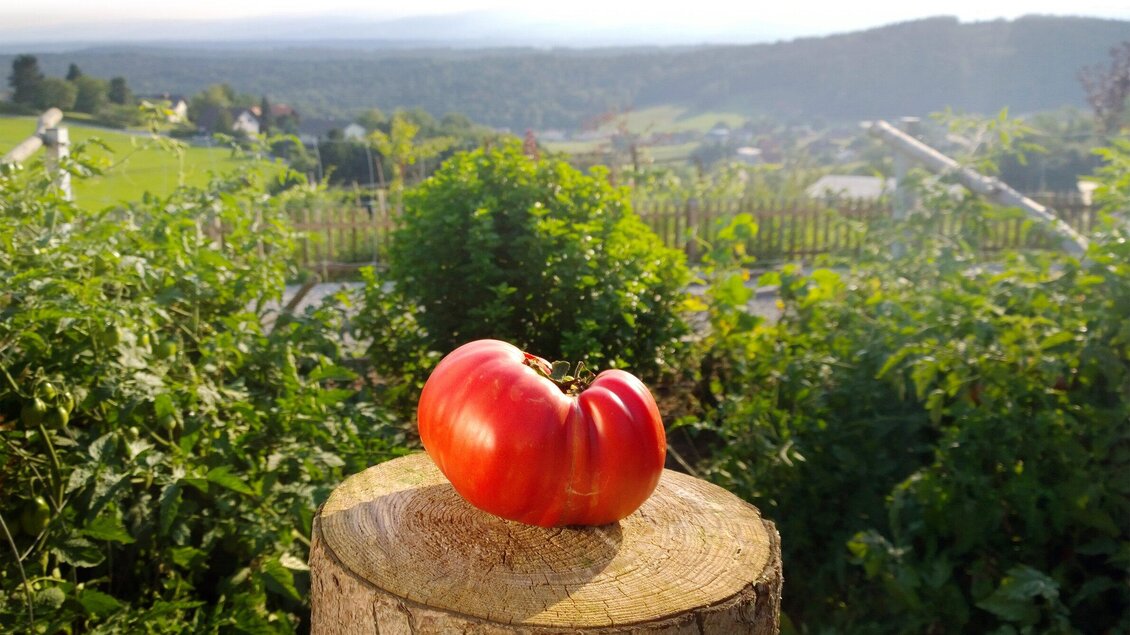 Eine rote Tomate liegt auf einem Holzscheit. Im Hintergrund ist eine grüne Landschaft mit sanften Hügeln zu sehen. | © Sabine Lienhart