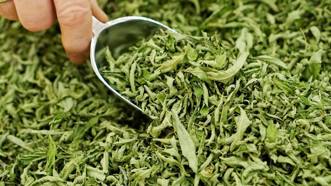 Ein großer Haufen von getrockneten grünen Teeblättern. Eine Hand hält einen Messlöffel, um die Blätter aufzunehmen. | © Sabine Lienhart