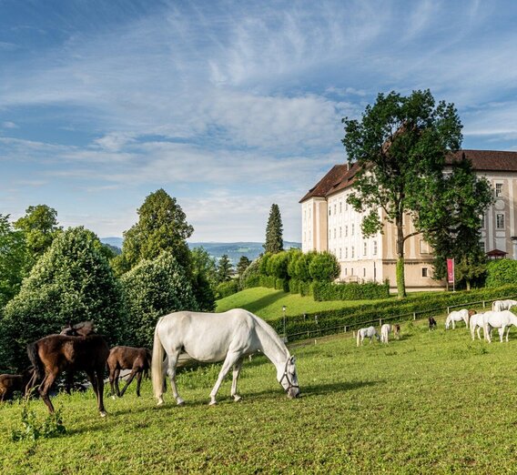 Lipizzanergestüt Piber_1 | © Lipizzanerheimat-Die Abbilderei | © Lipizzanerheimat-Die Abbilderei
