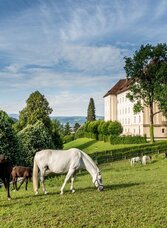Lipizzanergestüt Piber_1 | © Lipizzanerheimat-Die Abbilderei | © Lipizzanerheimat-Die Abbilderei