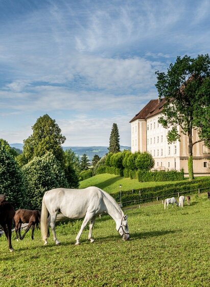 Lipizzanergestüt Piber_1 | © Lipizzanerheimat-Die Abbilderei