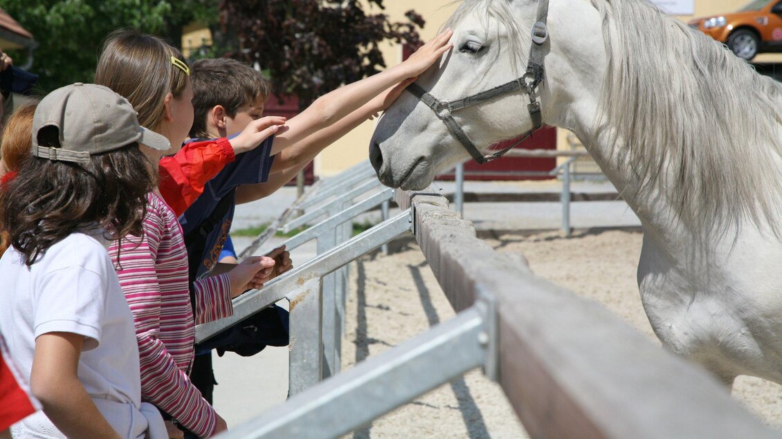 Eine Gruppe von Kindern steht an einem Zaun und streichelt ein weißes Pferd. Sie scheinen Spaß zu haben und sind begeistert von dem Tier. | © SHS-LipizzanergestütPiberGöR