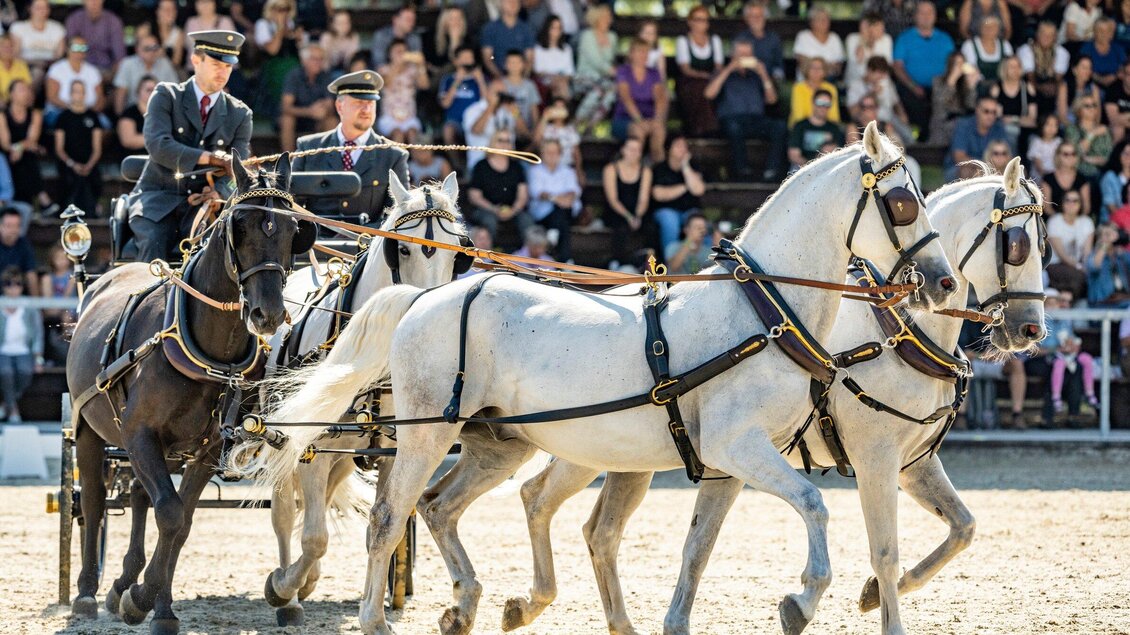 Zwei Pferde ziehen eine Kutsche, während zwei Fahrer in Uniformen sie lenken. Im Hintergrund ist ein Publikum zu sehen, das die Vorführung beobachtet. | © SHS-LipizzanergestütPiberGöR - René van Bakel