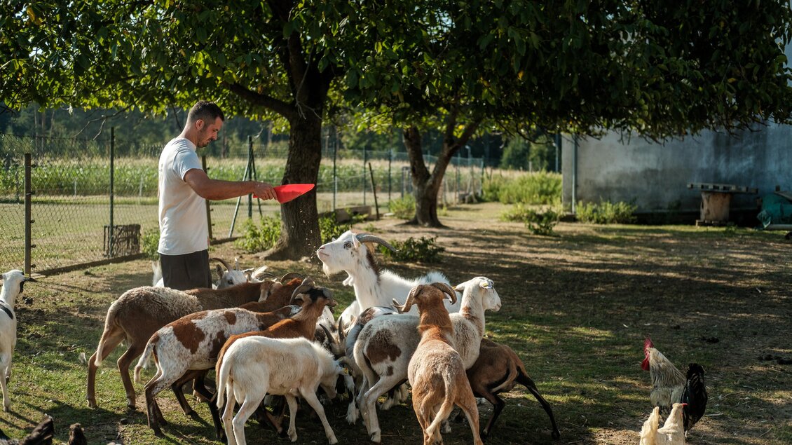Ein Mann füttert auf einer Farm eine Gruppe von Ziegen und Hühnern. Im Hintergrund sind Bäume und eine Wiese zu sehen. | © MALU