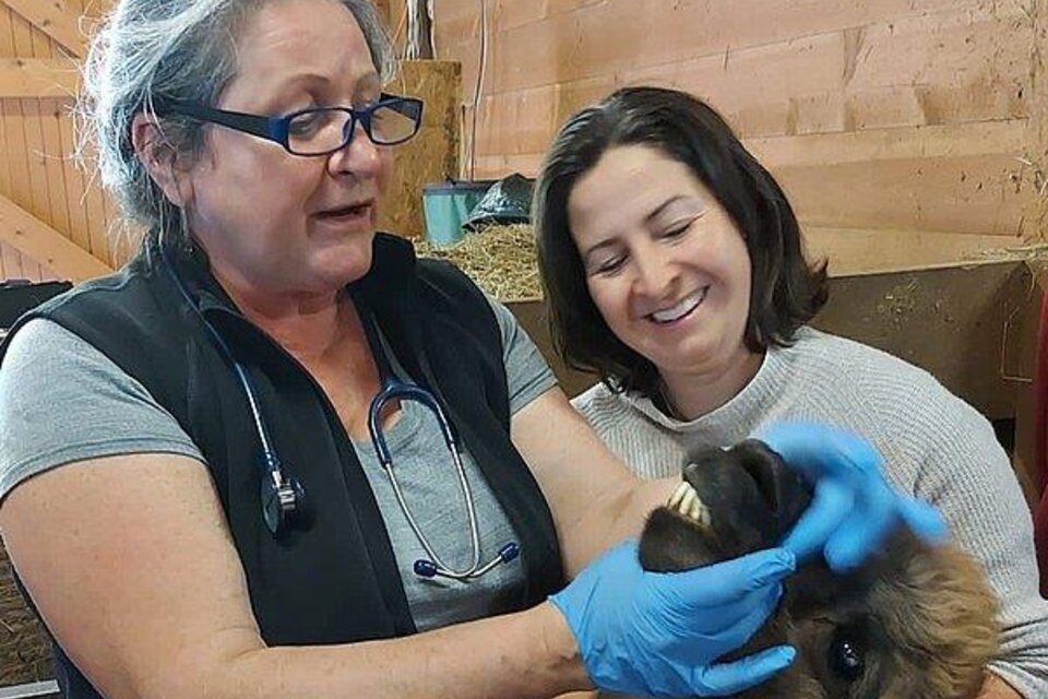 Tierärztin Mag. Johanna Czerny in Jagerberg - Impression #1 | © Gemeinde Jagerberg