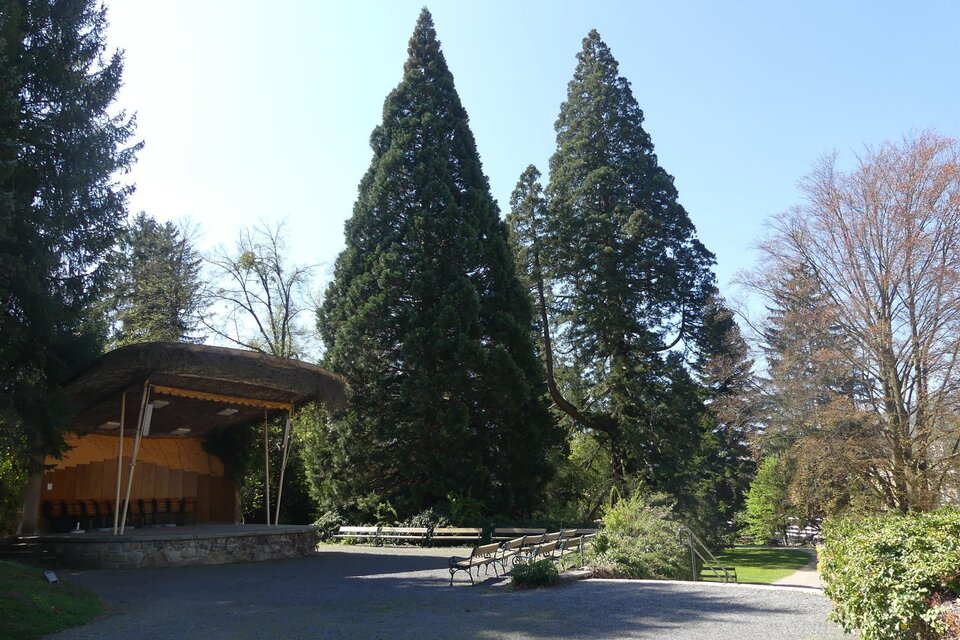 Mammutbaum Wellingtonia in Bad Gleichenberg - Impression #1 | © Thermen- & Vulkanland