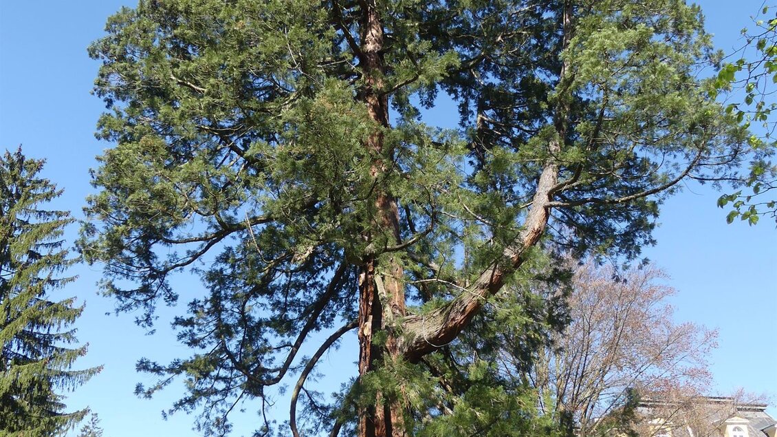 Mammutbaum2_Büro | © Thermen- & Vulkanland